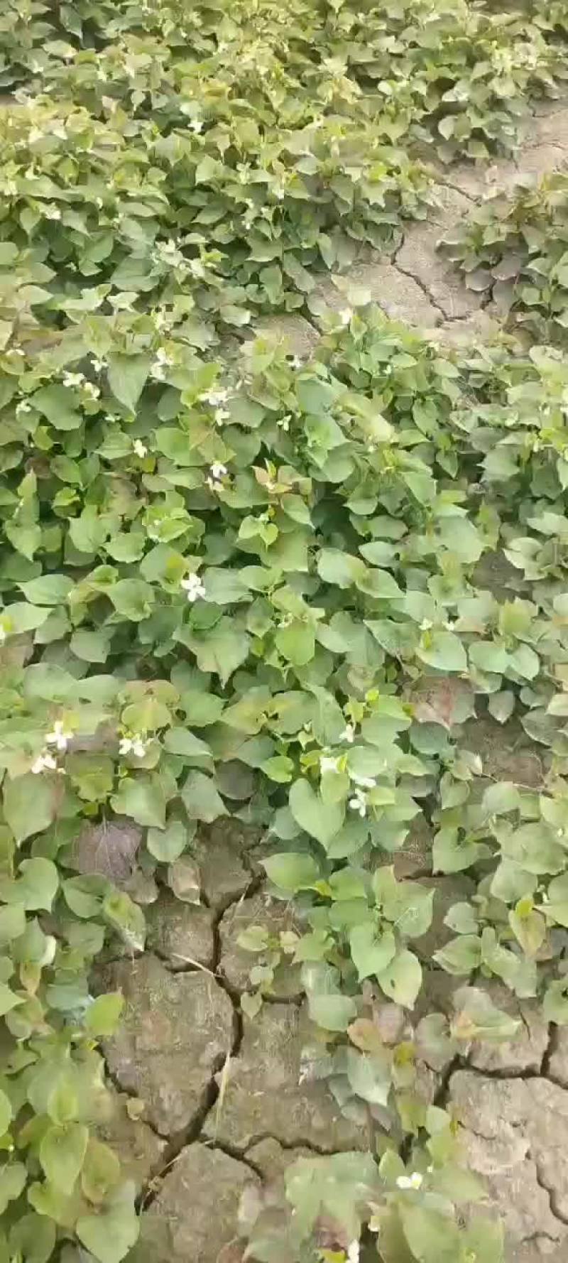 预售60亩扎
