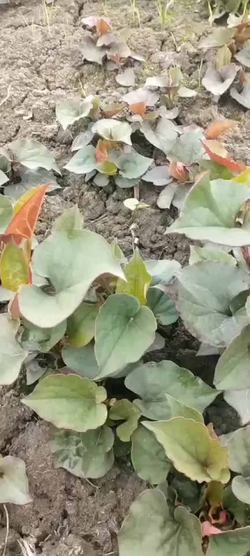 预售60亩扎