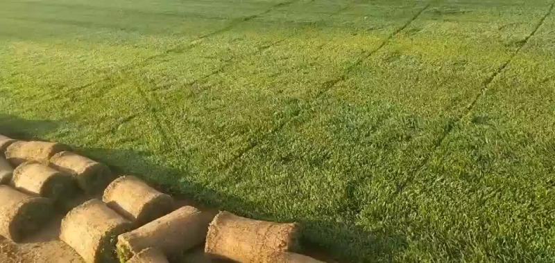 哪里有草坪批发种植基地