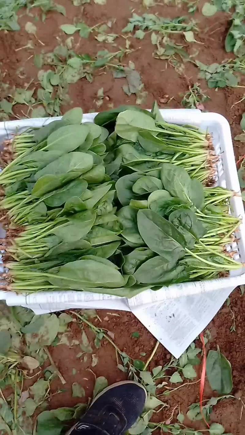 黑苗菠菜