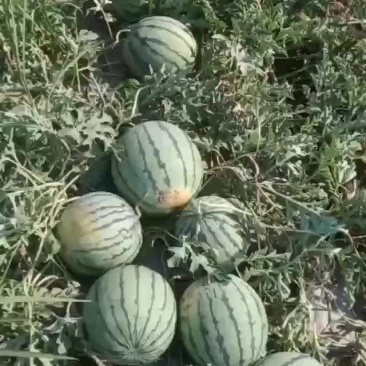 我处陆地直播籽小西瓜上市了，3-8斤口感好皮薄