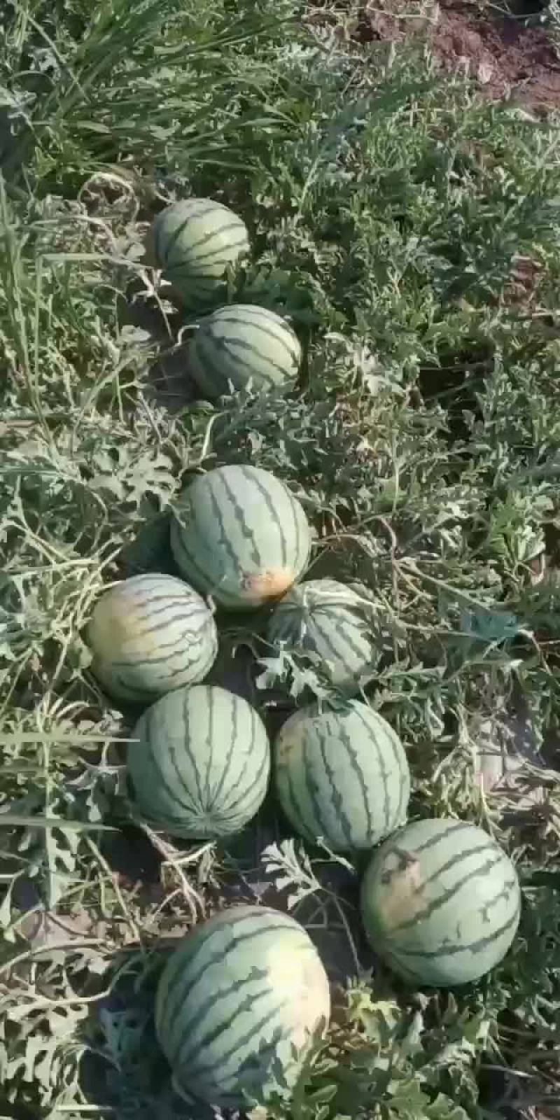 我处陆地直播籽小西瓜上市了，3-8斤口感好皮薄