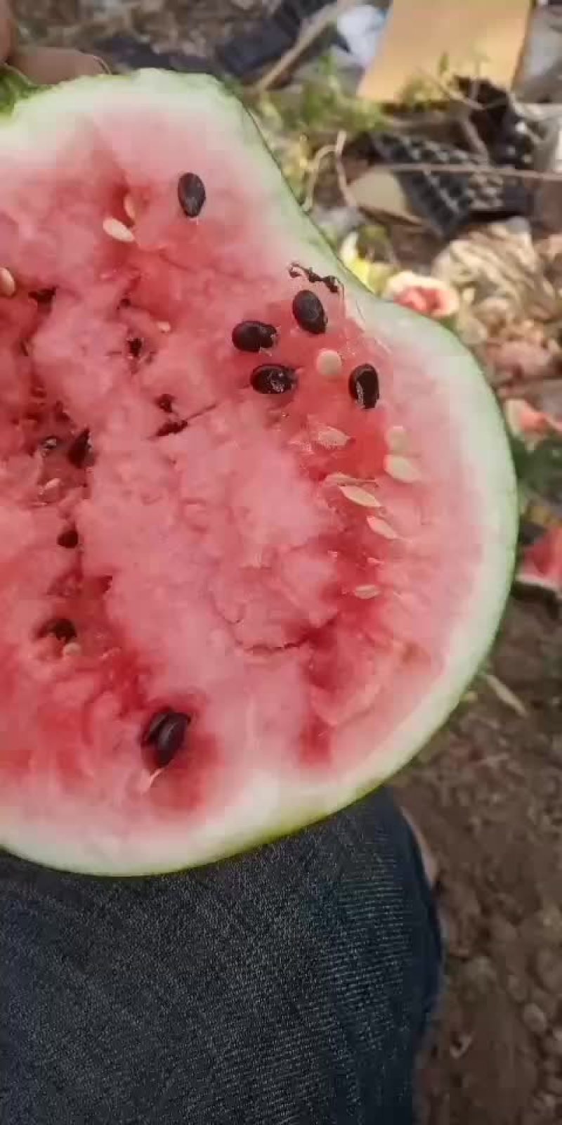 我处陆地直播籽小西瓜上市了，3-8斤口感好皮薄