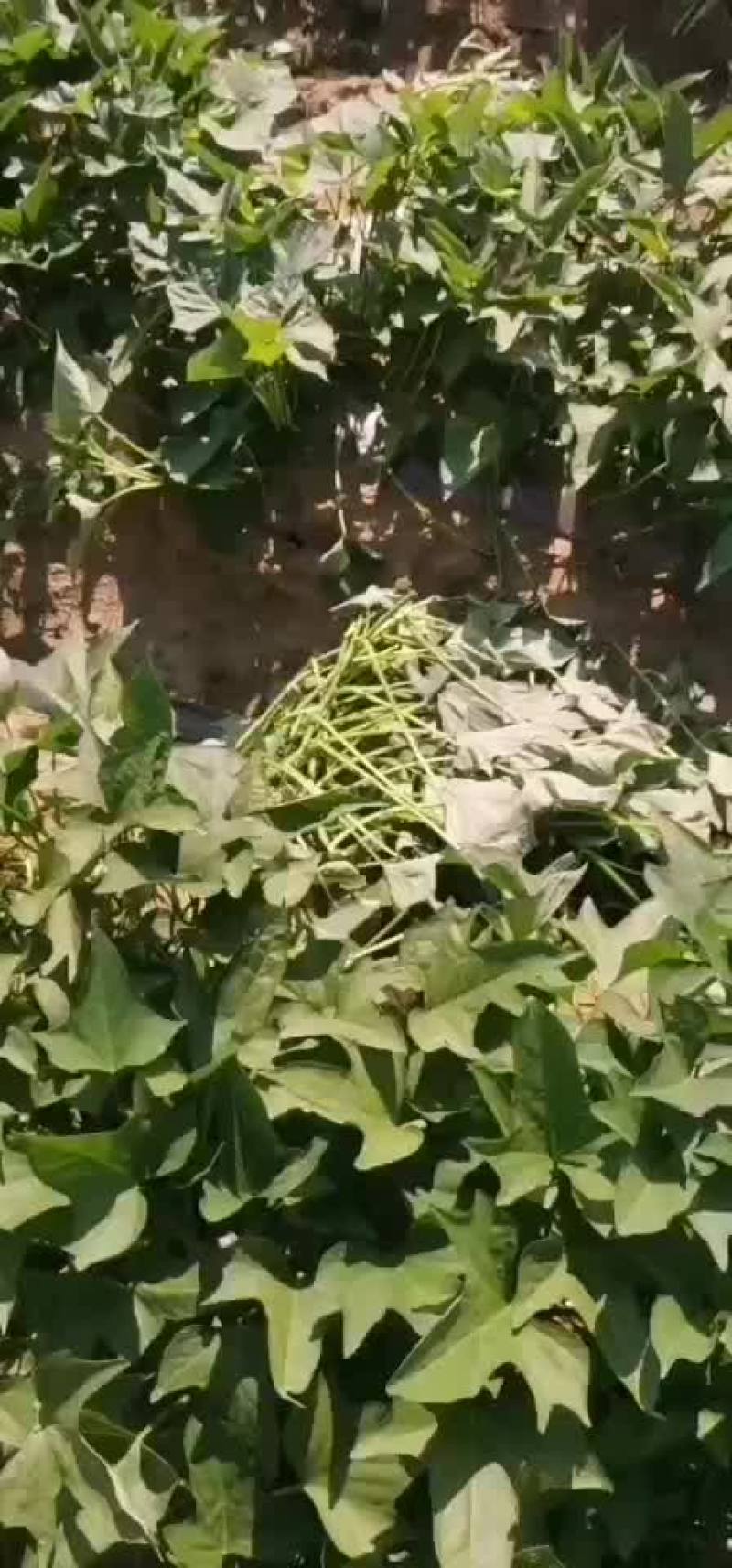 红薯大田苗