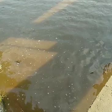 生态鲤鱼