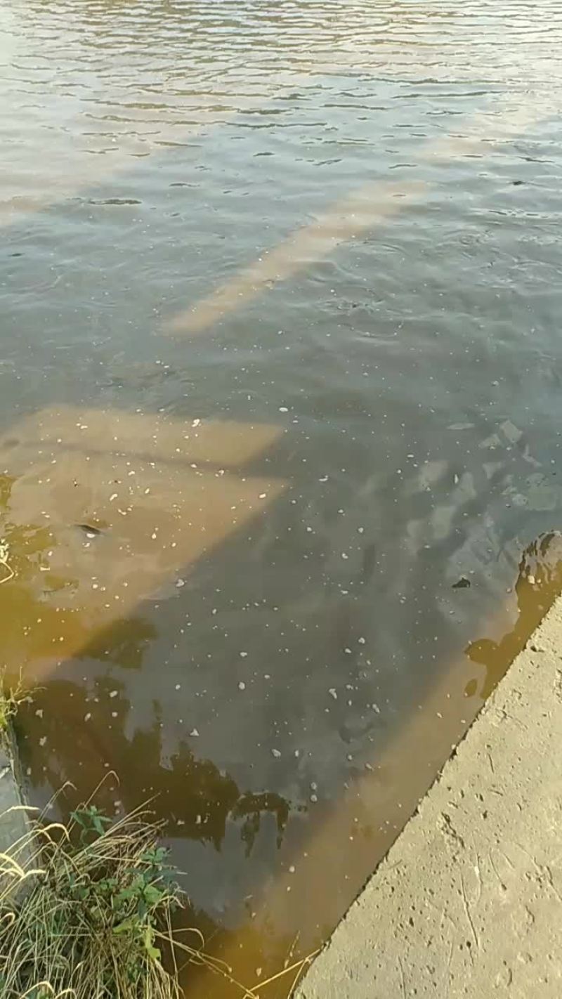 生态鲤鱼