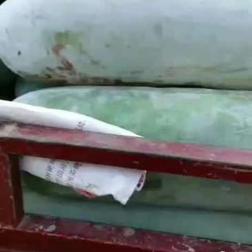 白皮冬瓜大量有欢迎光临！