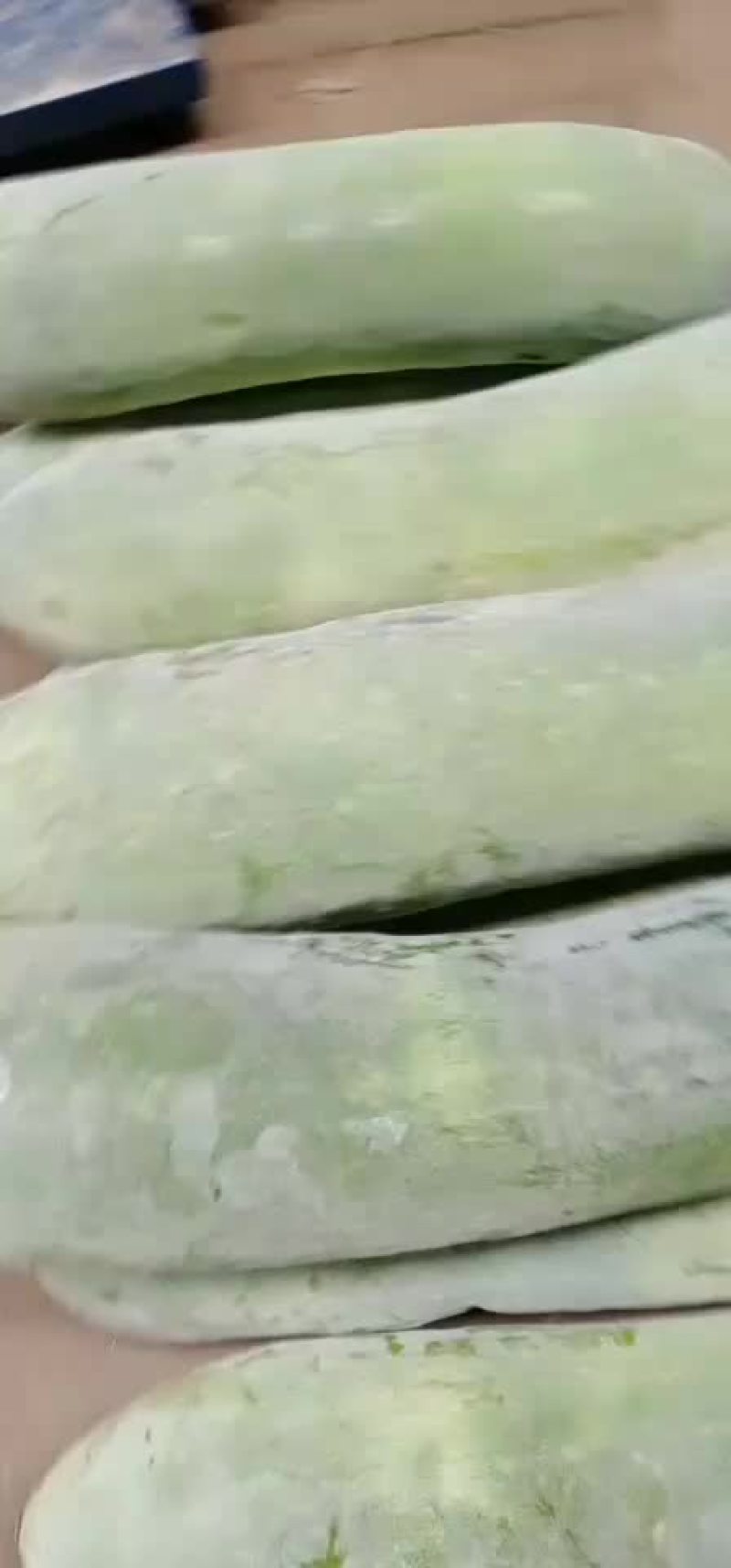 白皮冬瓜大量有欢迎光临！
