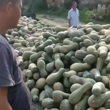 南瓜，早熟全黄，养殖都有