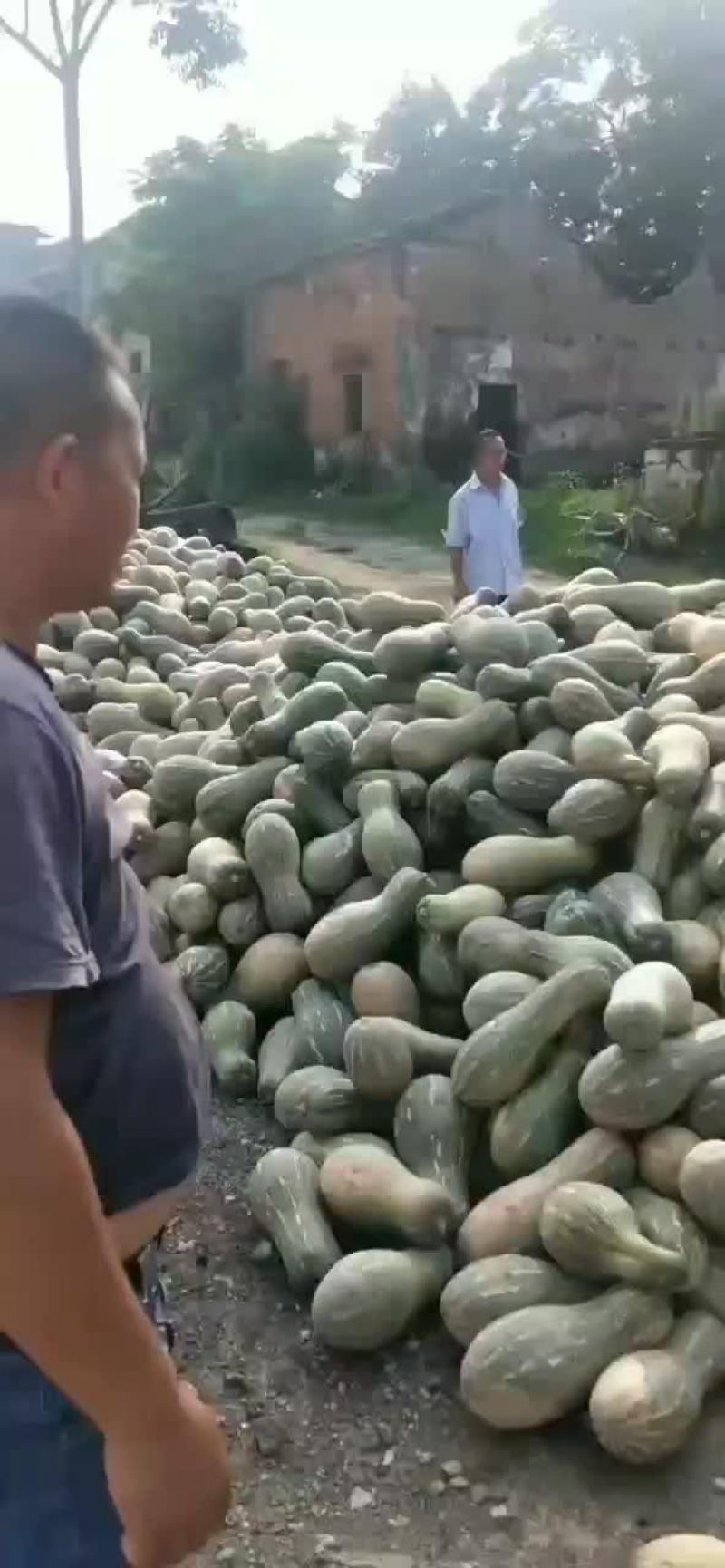 南瓜，早熟全黄，养殖都有