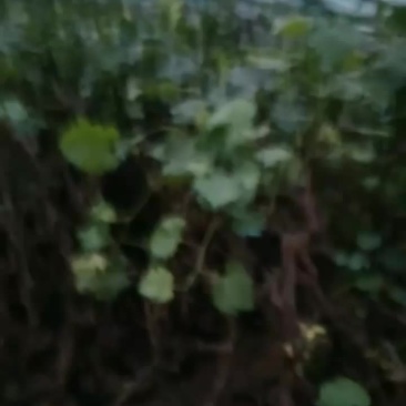 葡萄树