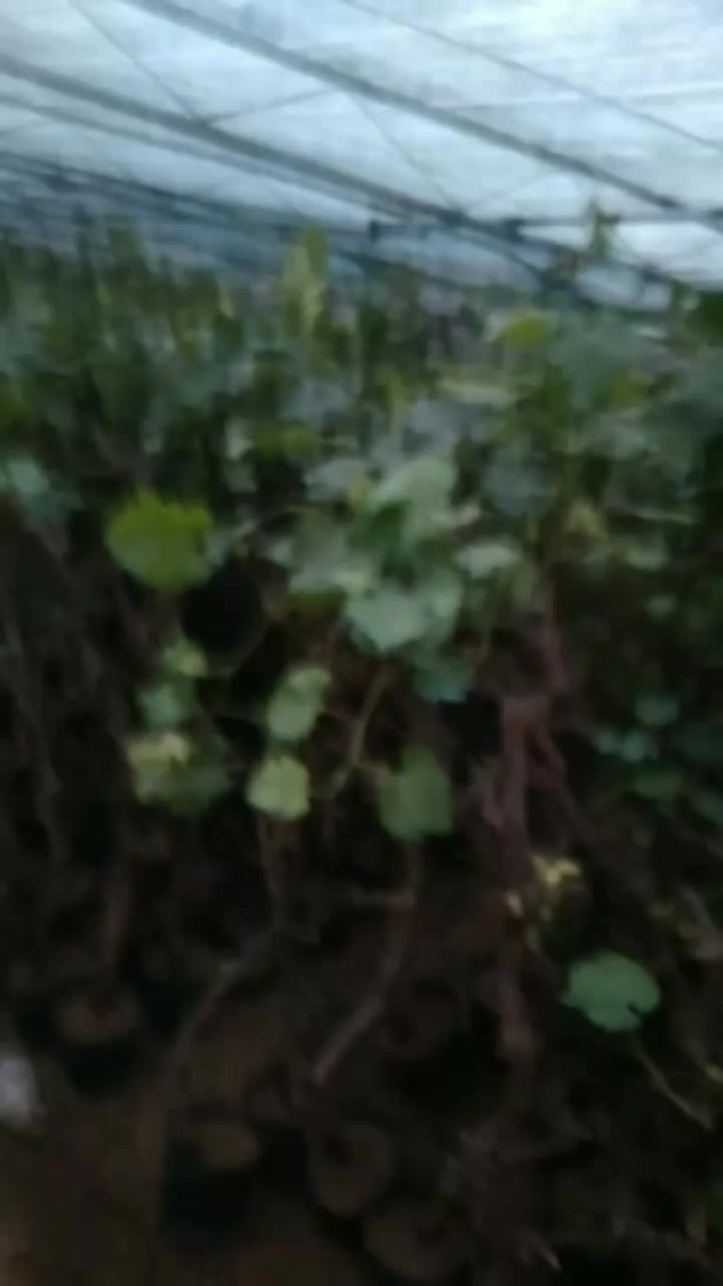 葡萄树