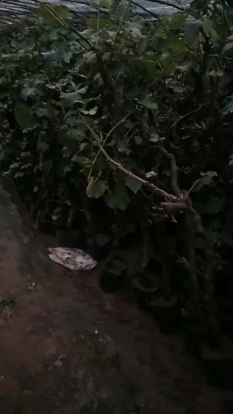 葡萄树