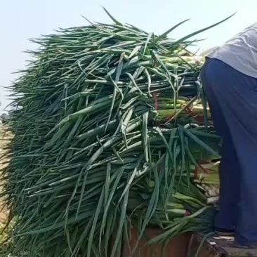加工厂净葱，