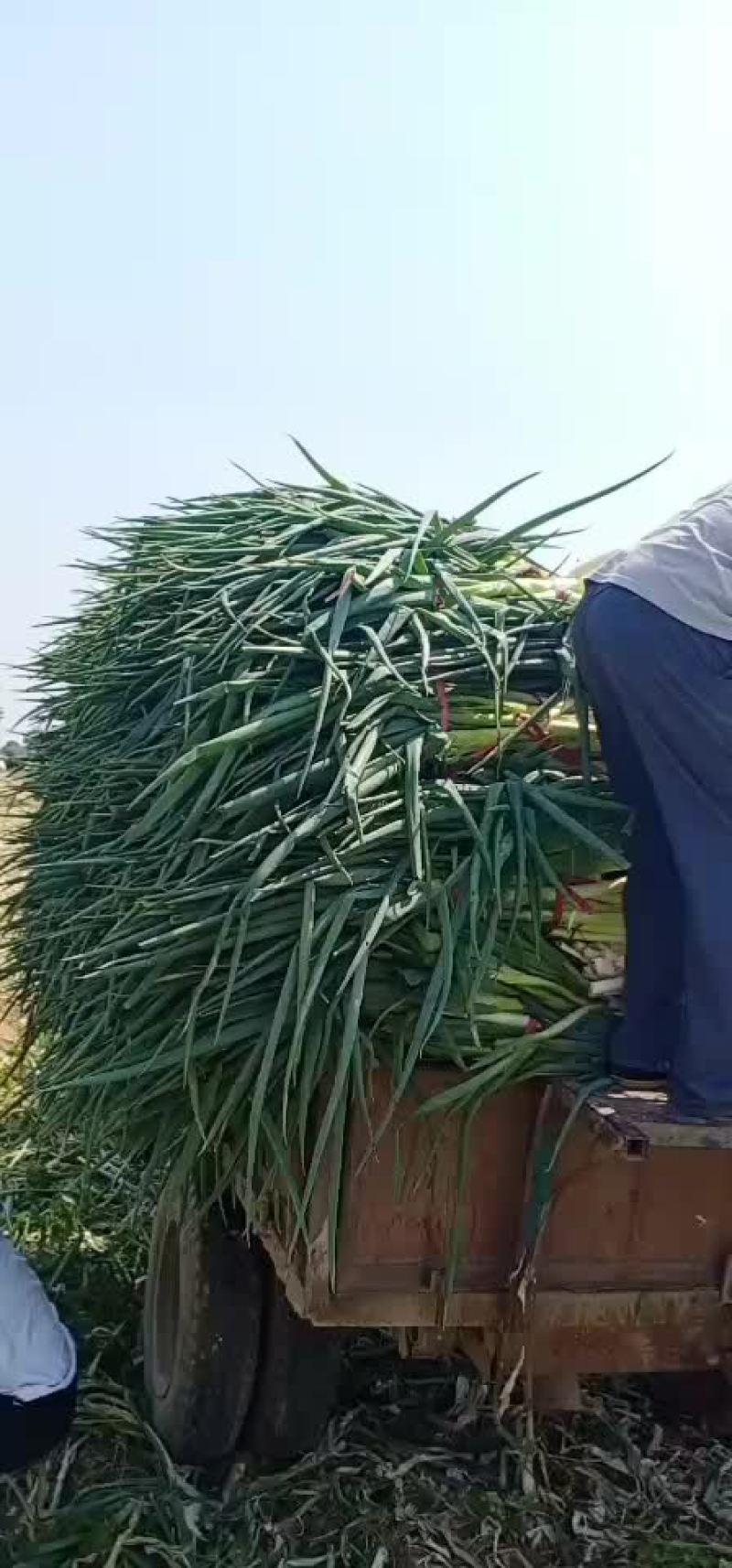 加工厂净葱，