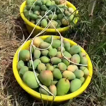 广西百色田东芒果