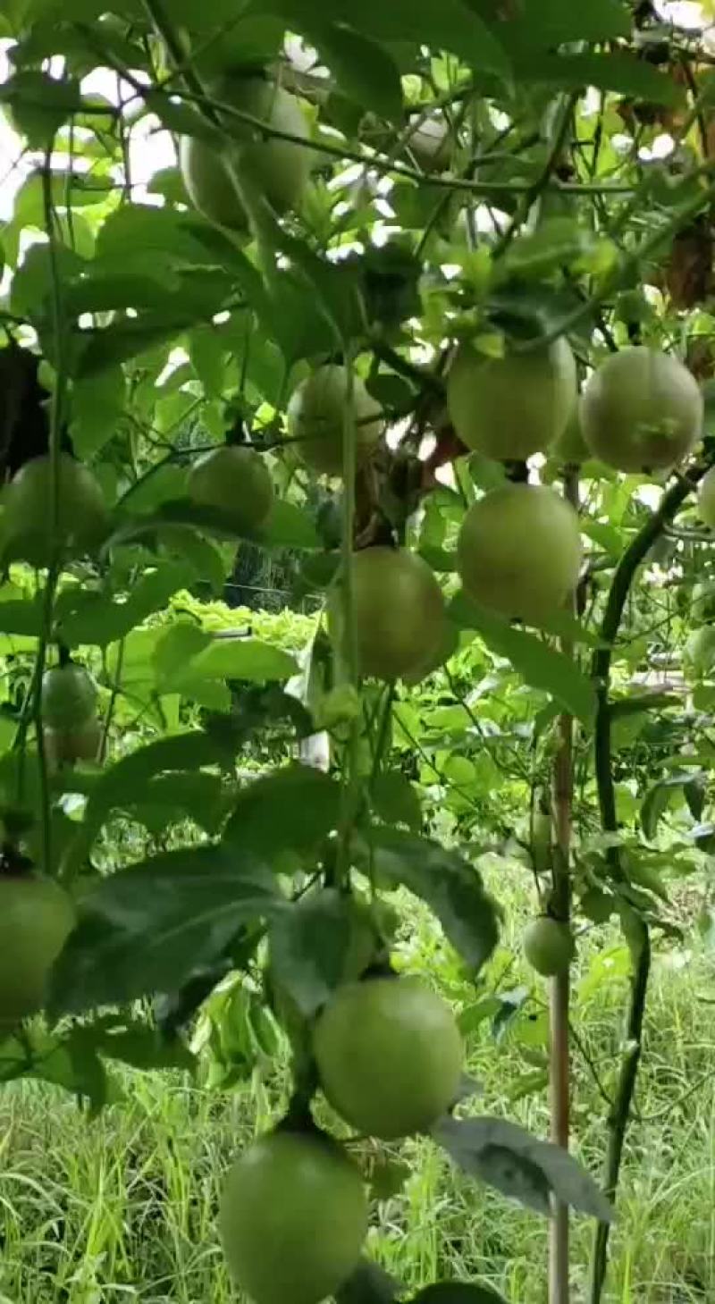 百香果