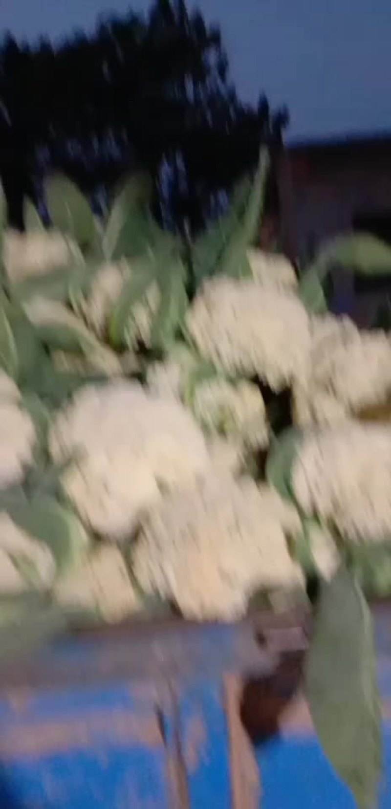 陕西渭南，绿粑粑茄子，大量上市中。颜色好，个新的