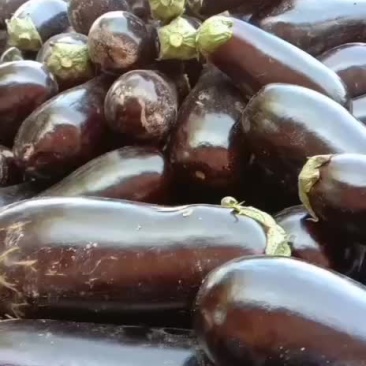 陕西渭南，绿粑粑茄子，大量上市中。颜色好，个新的