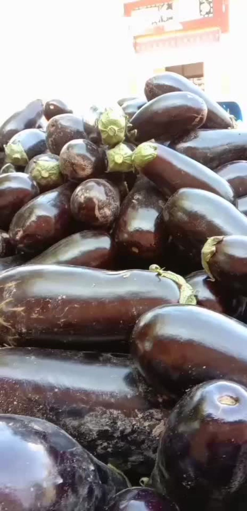 陕西渭南，绿粑粑茄子，大量上市中。颜色好，个新的