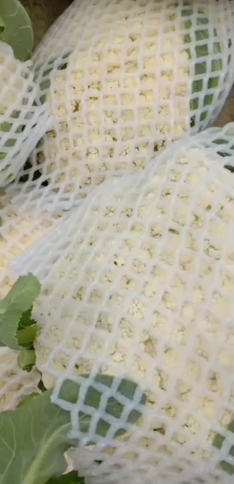 陕西渭南，绿粑粑茄子，大量上市中。颜色好，个新的