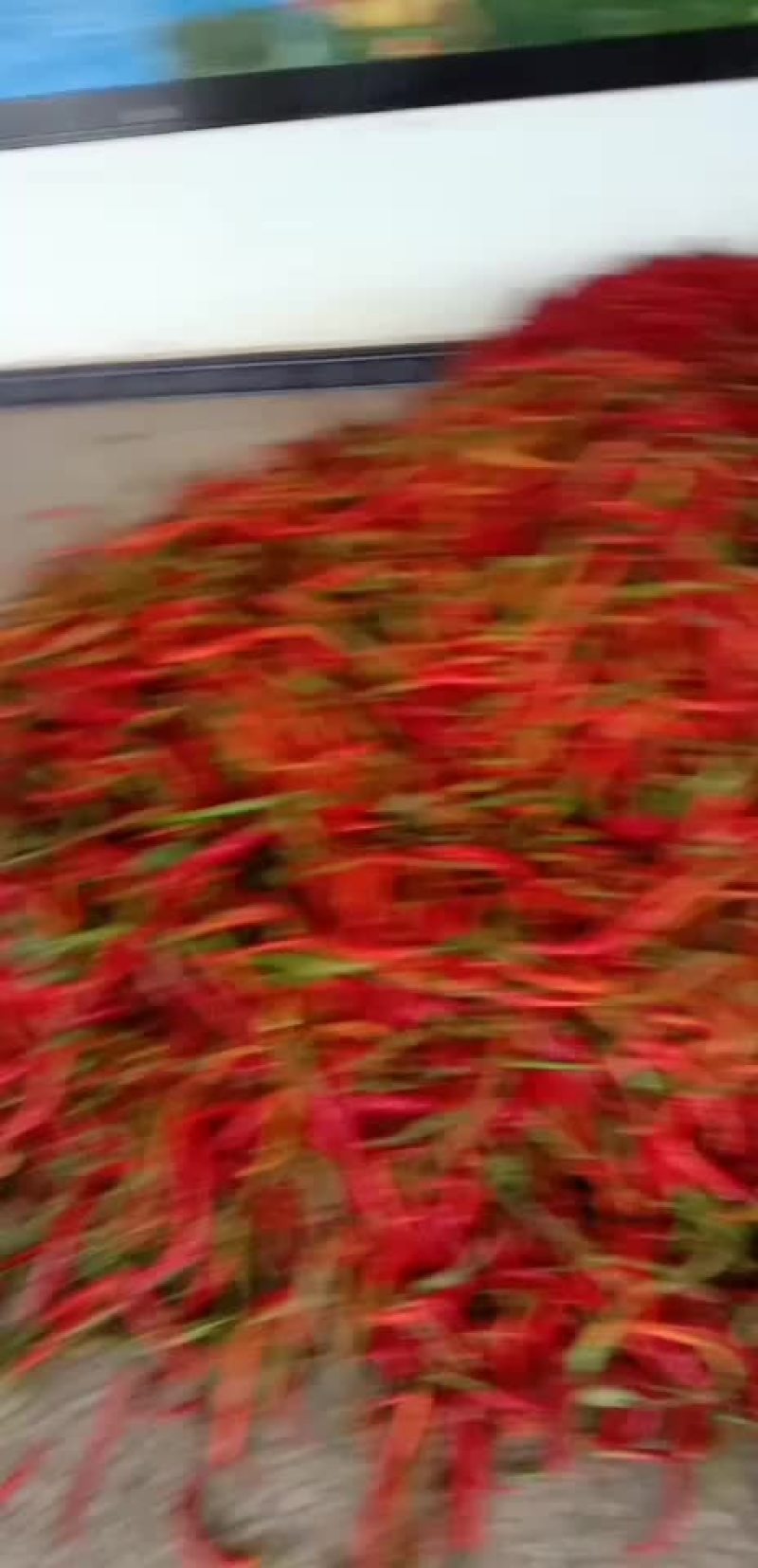 陕西渭南，绿粑粑茄子，大量上市中。颜色好，个新的