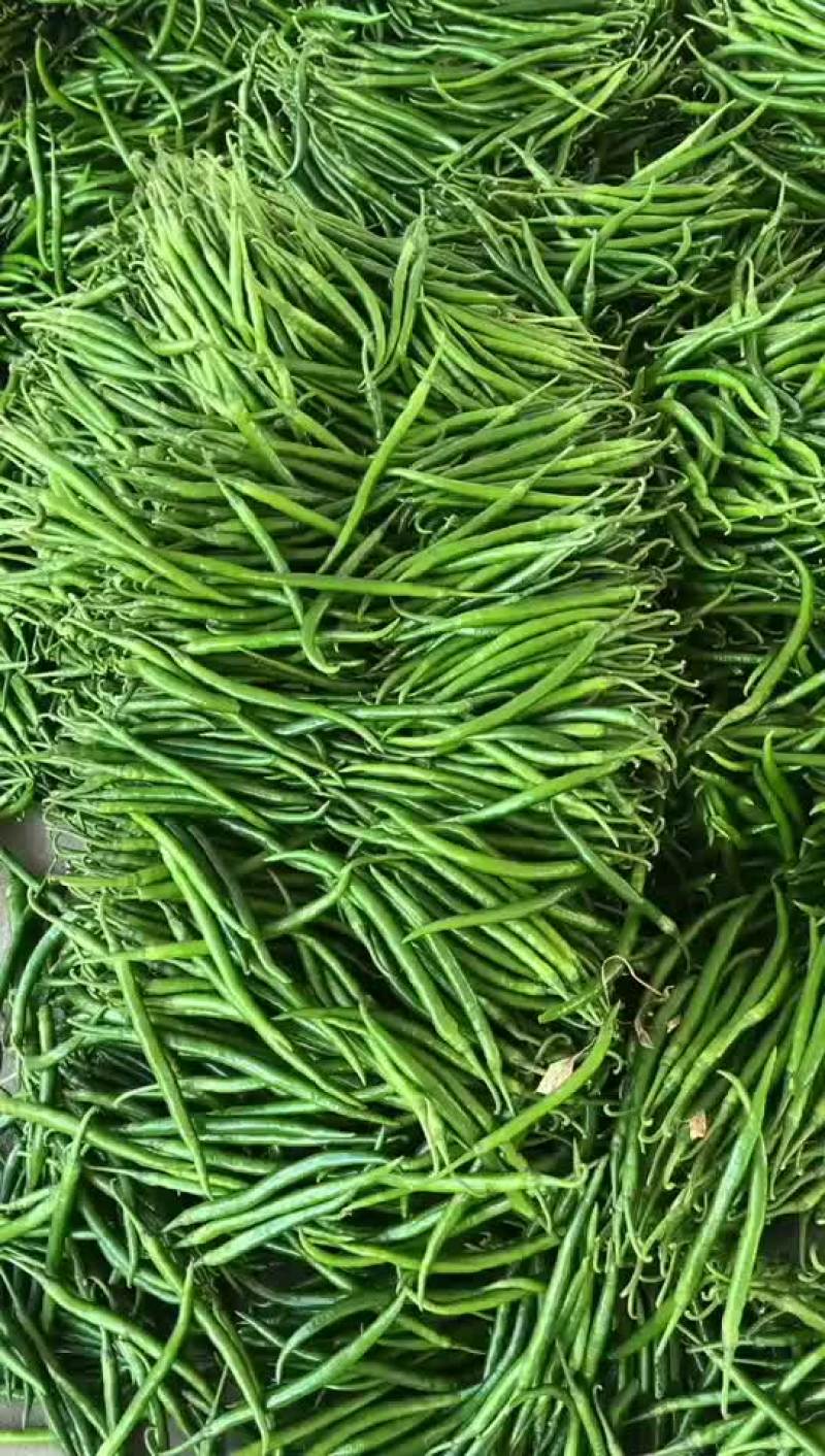 陕西渭南，绿粑粑茄子，大量上市中。颜色好，个新的