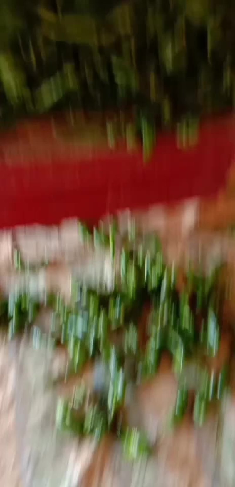 陕西渭南，绿粑粑茄子，大量上市中。颜色好，个新的