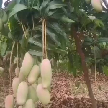 芒果