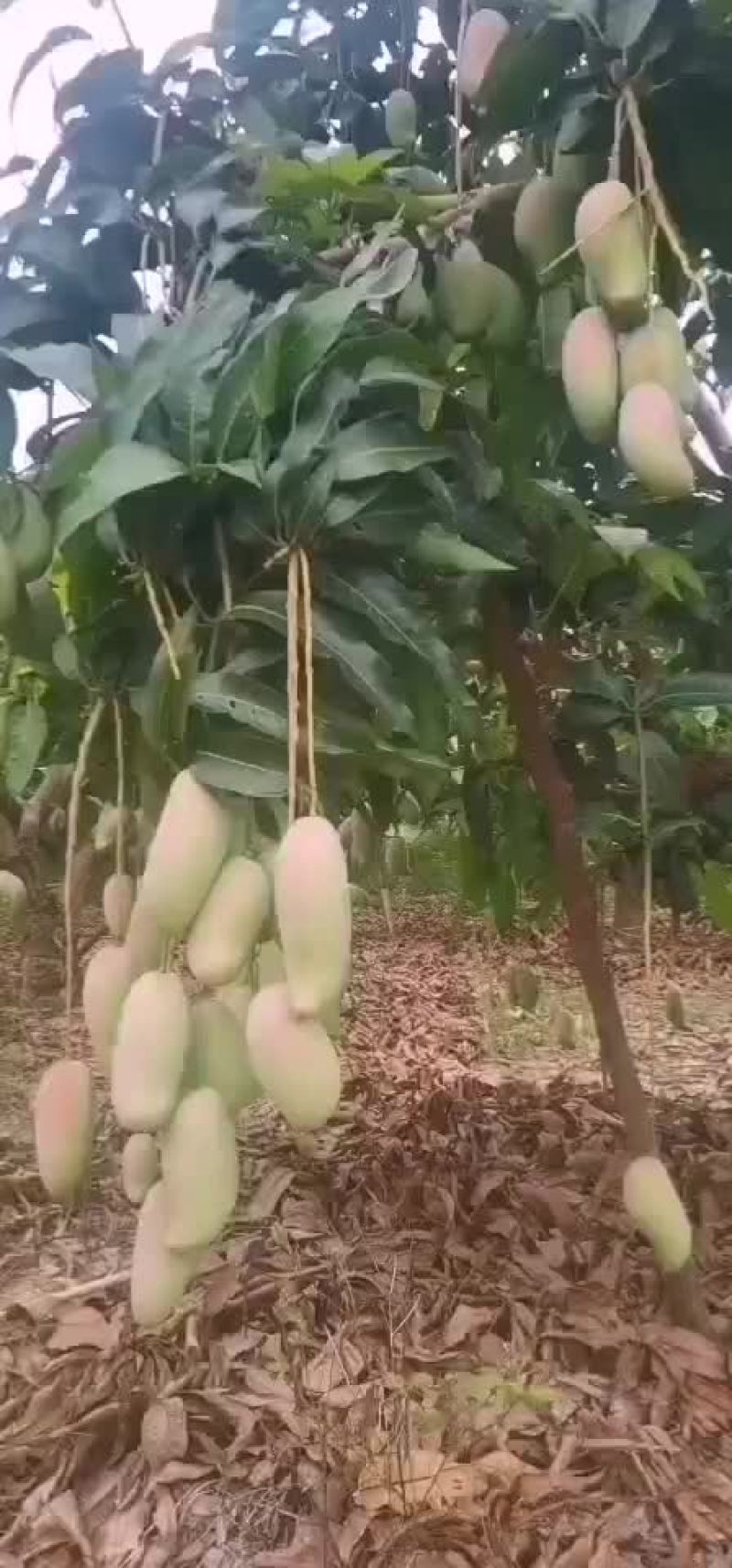 芒果