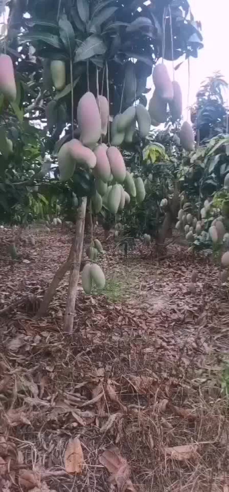 芒果