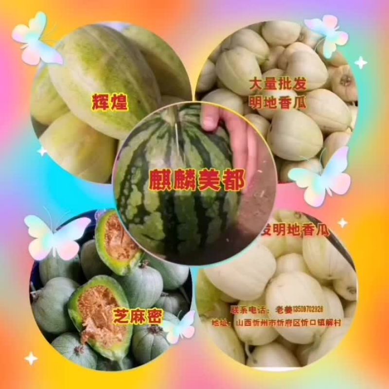 大量批发香瓜西瓜芝麻密