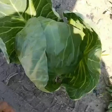 甘蓝