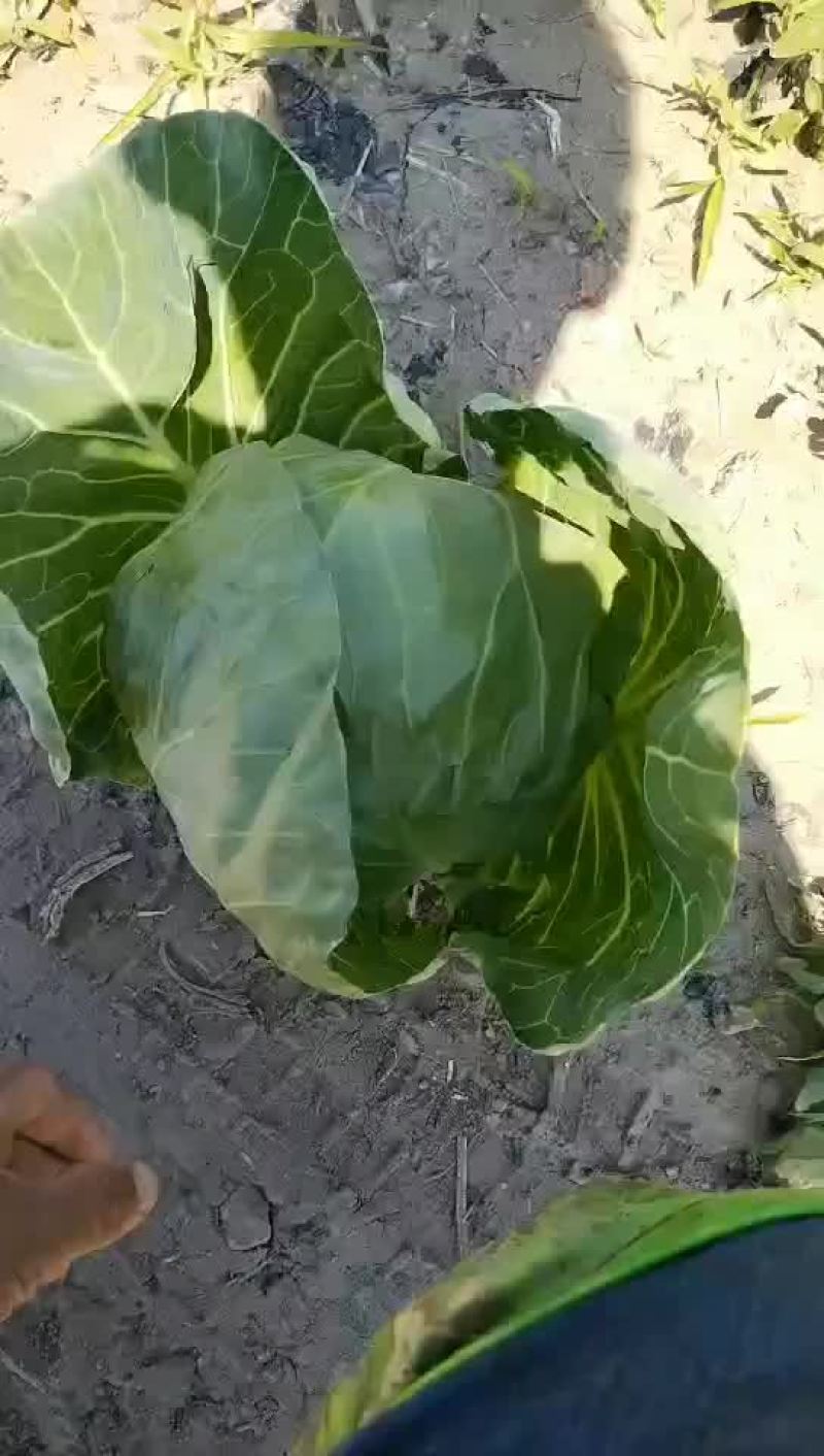 甘蓝