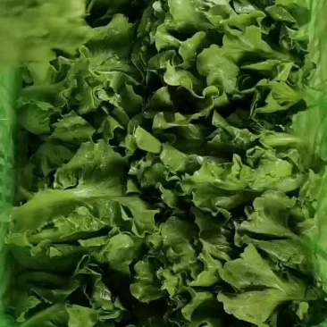 意大利散叶生菜,河北意大利大量上市,产地供应代发全国