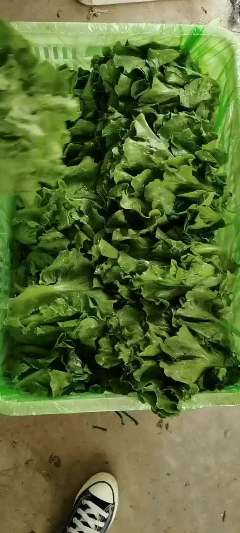意大利散叶生菜，河北意大利大量上市，产地供应代发全国