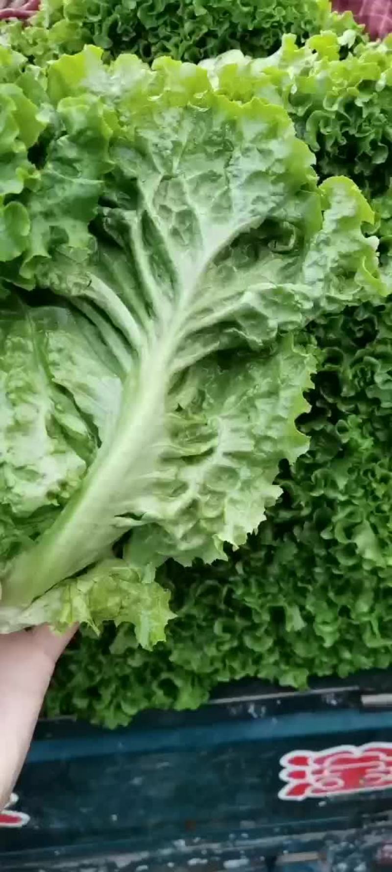 意大利散叶生菜，河北意大利大量上市，产地供应代发全国