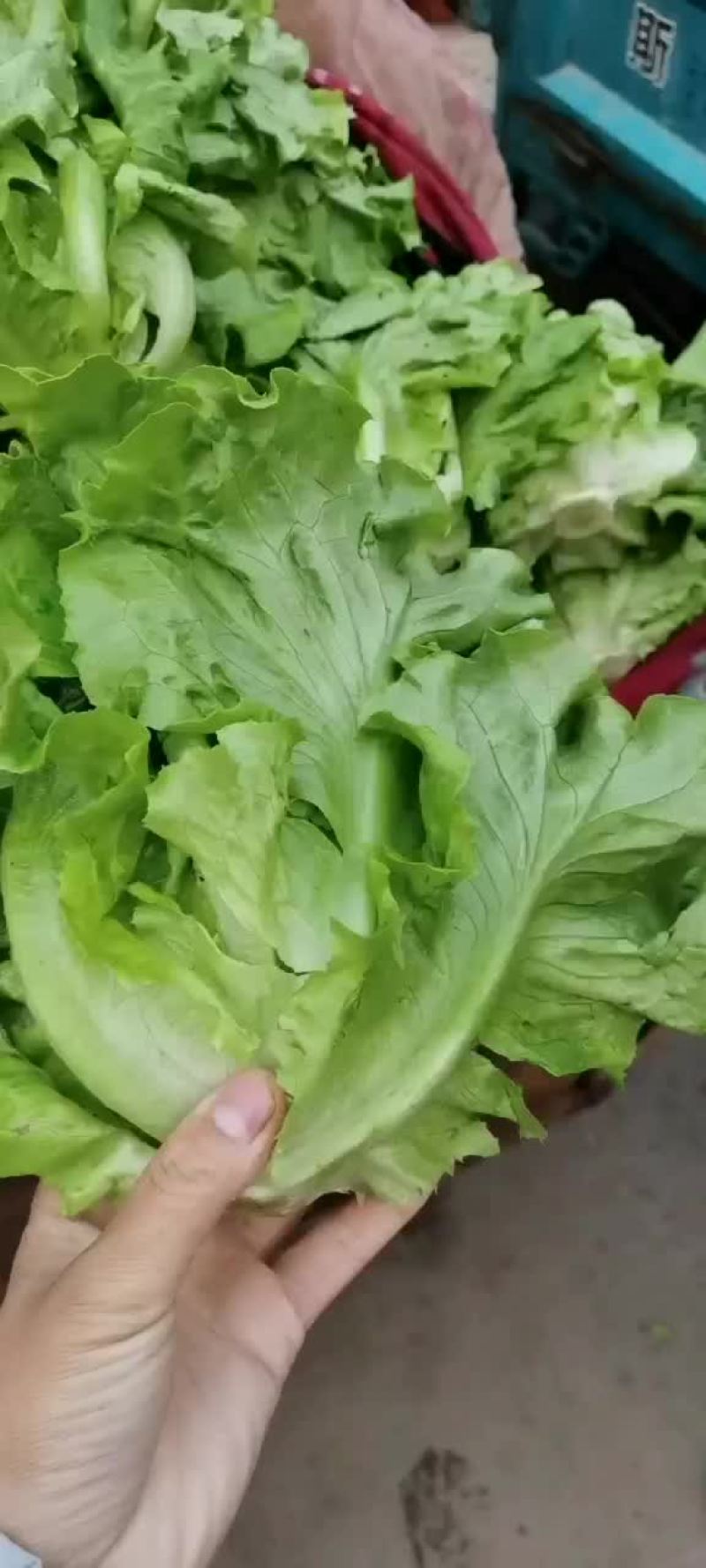 意大利散叶生菜，河北意大利大量上市，产地供应代发全国