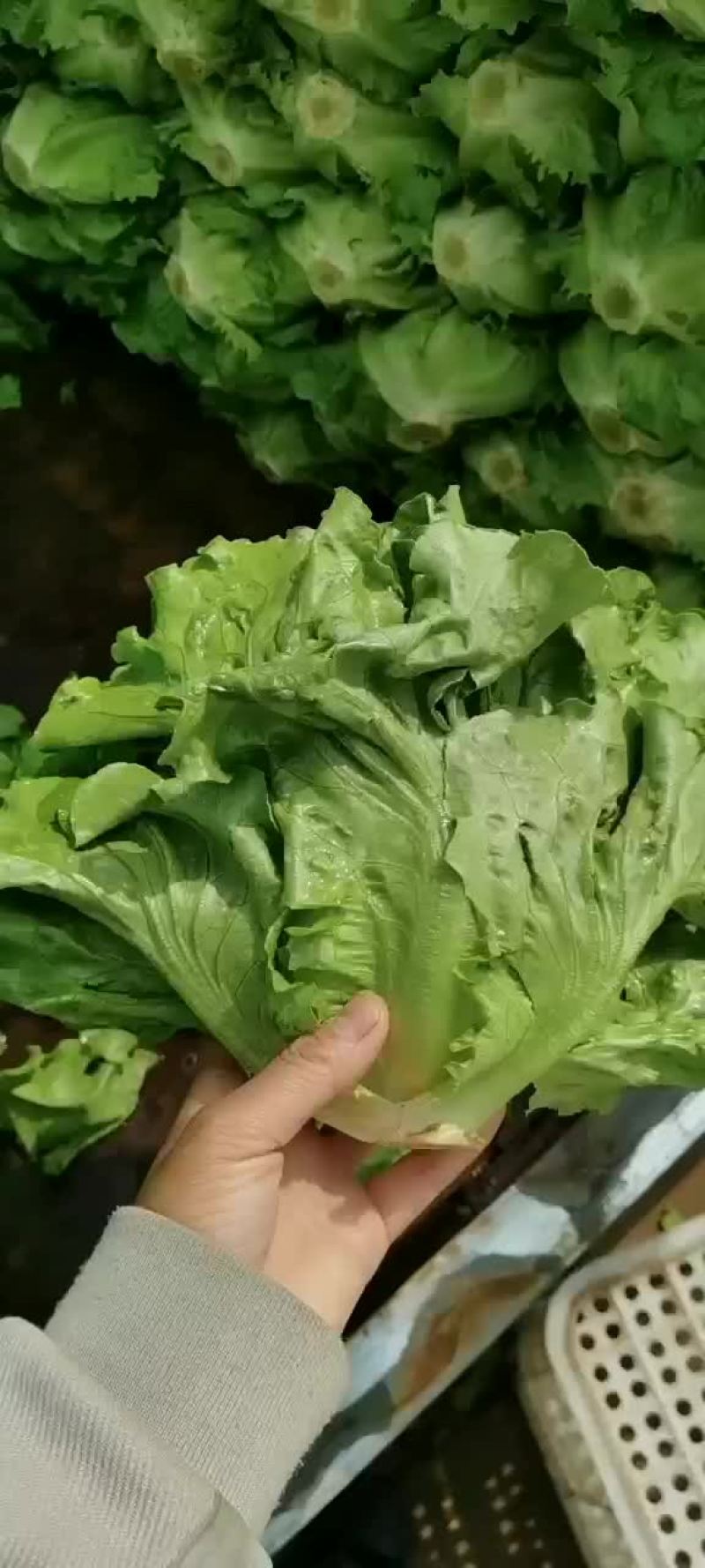意大利散叶生菜，河北意大利大量上市，产地供应代发全国