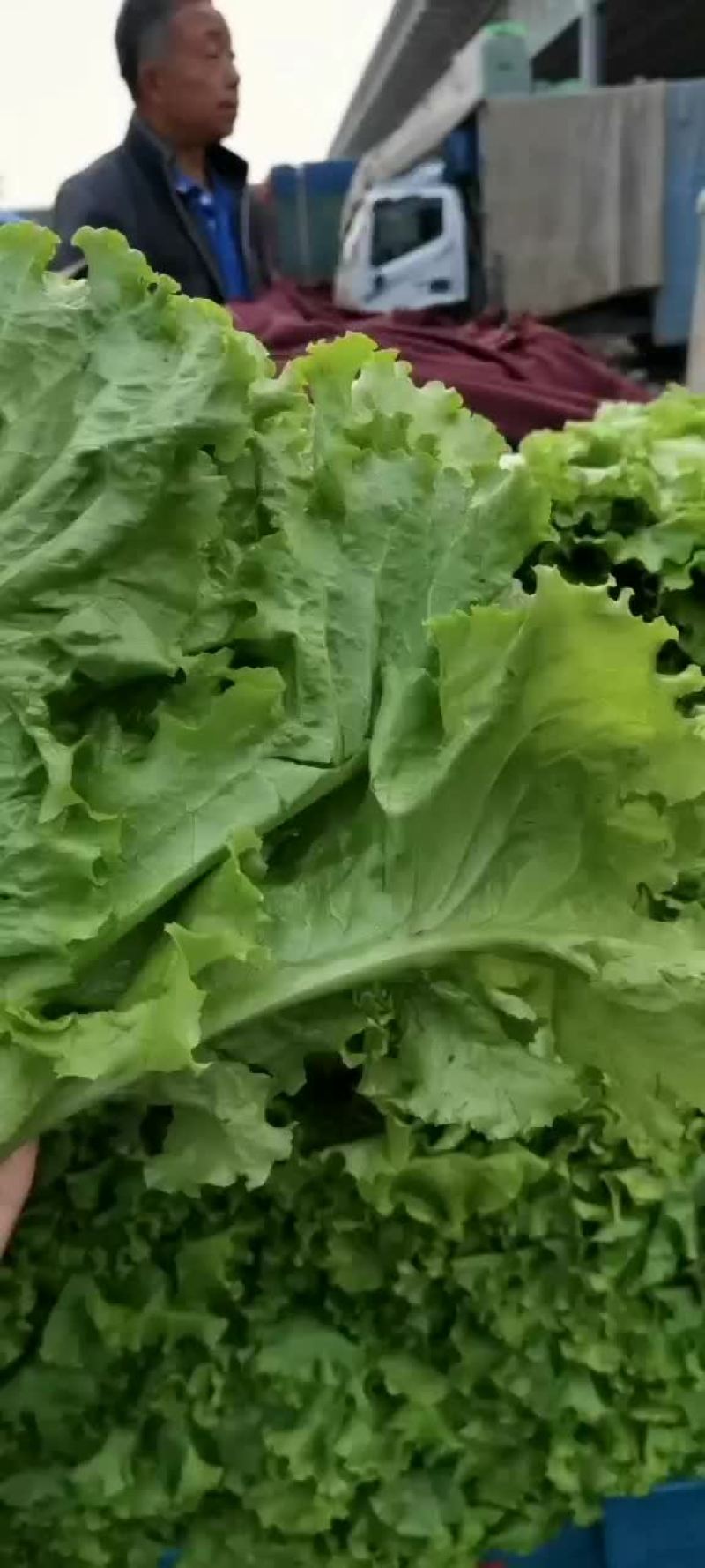 意大利散叶生菜，河北意大利大量上市，产地供应代发全国