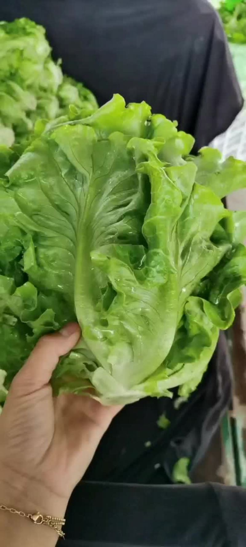 意大利散叶生菜，河北意大利大量上市，产地供应代发全国