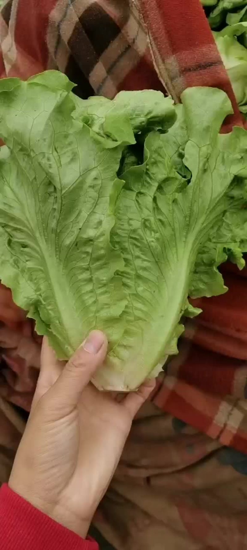 意大利散叶生菜，河北意大利大量上市，产地供应代发全国