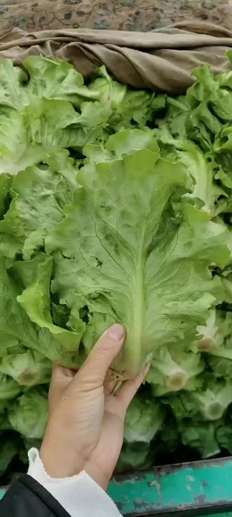 意大利散叶生菜，河北意大利大量上市，产地供应代发全国