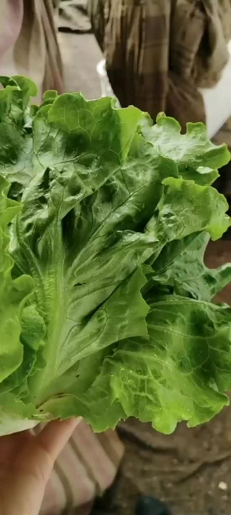 意大利散叶生菜，河北意大利大量上市，产地供应代发全国