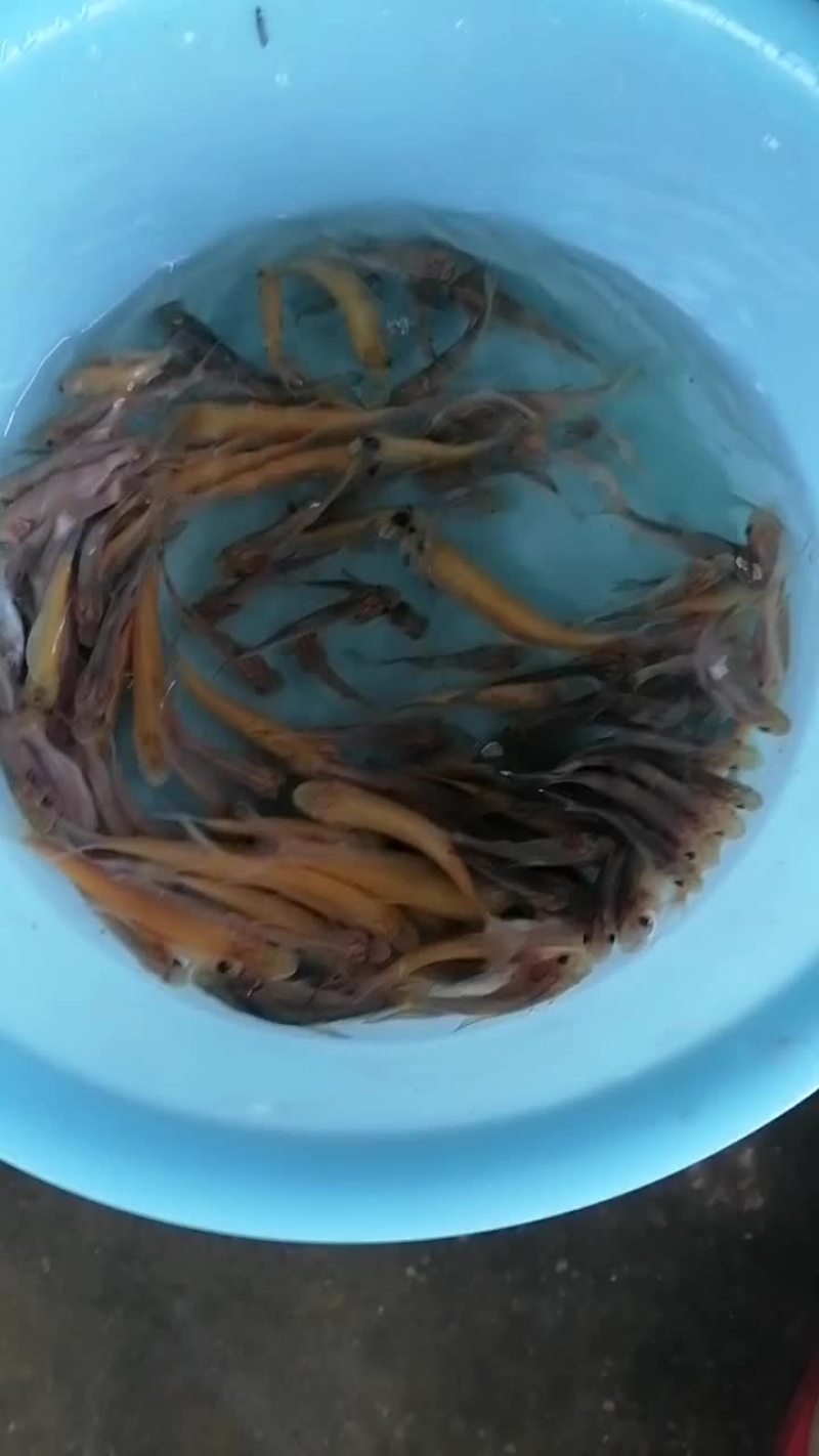 广东肇庆金草鱼苗批发，金丝鲩，俄罗斯金草鱼
