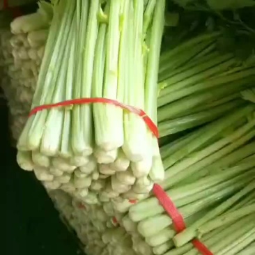 毛芹