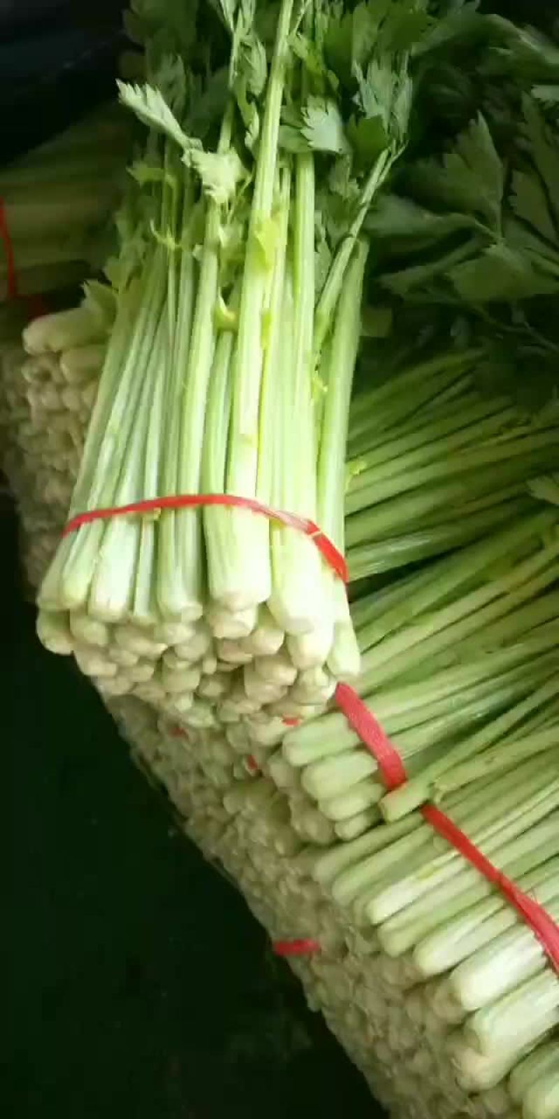 毛芹