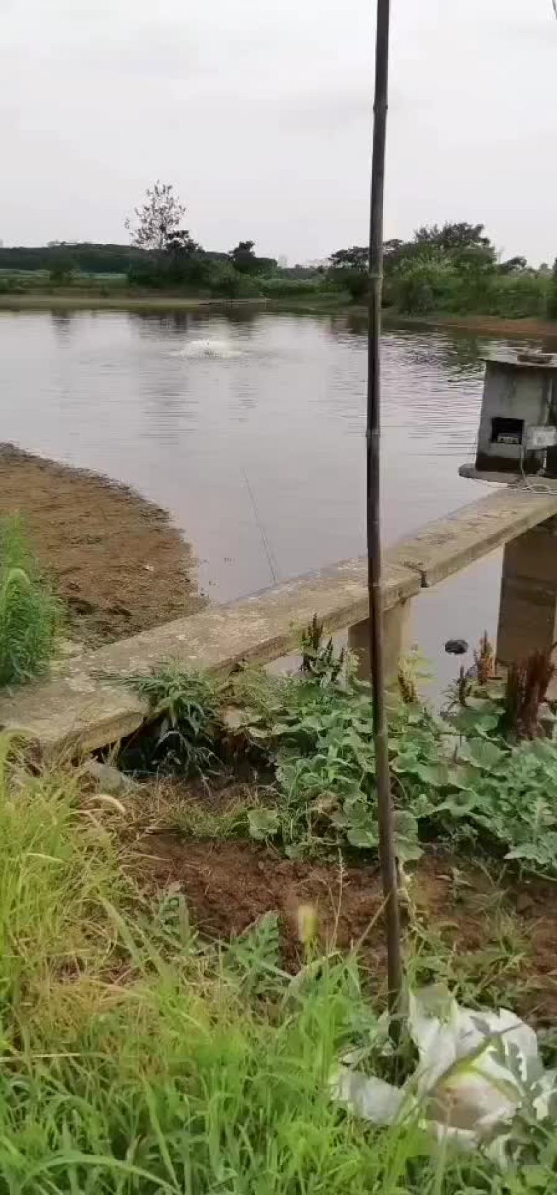 水产繁殖基地，黄冈市黄州区陶店乡幸福村。