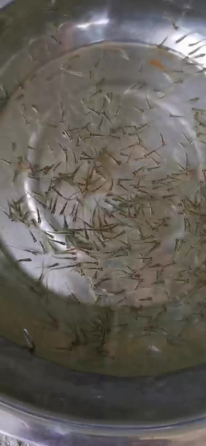 水产繁殖基地，黄冈市黄州区陶店乡幸福村。