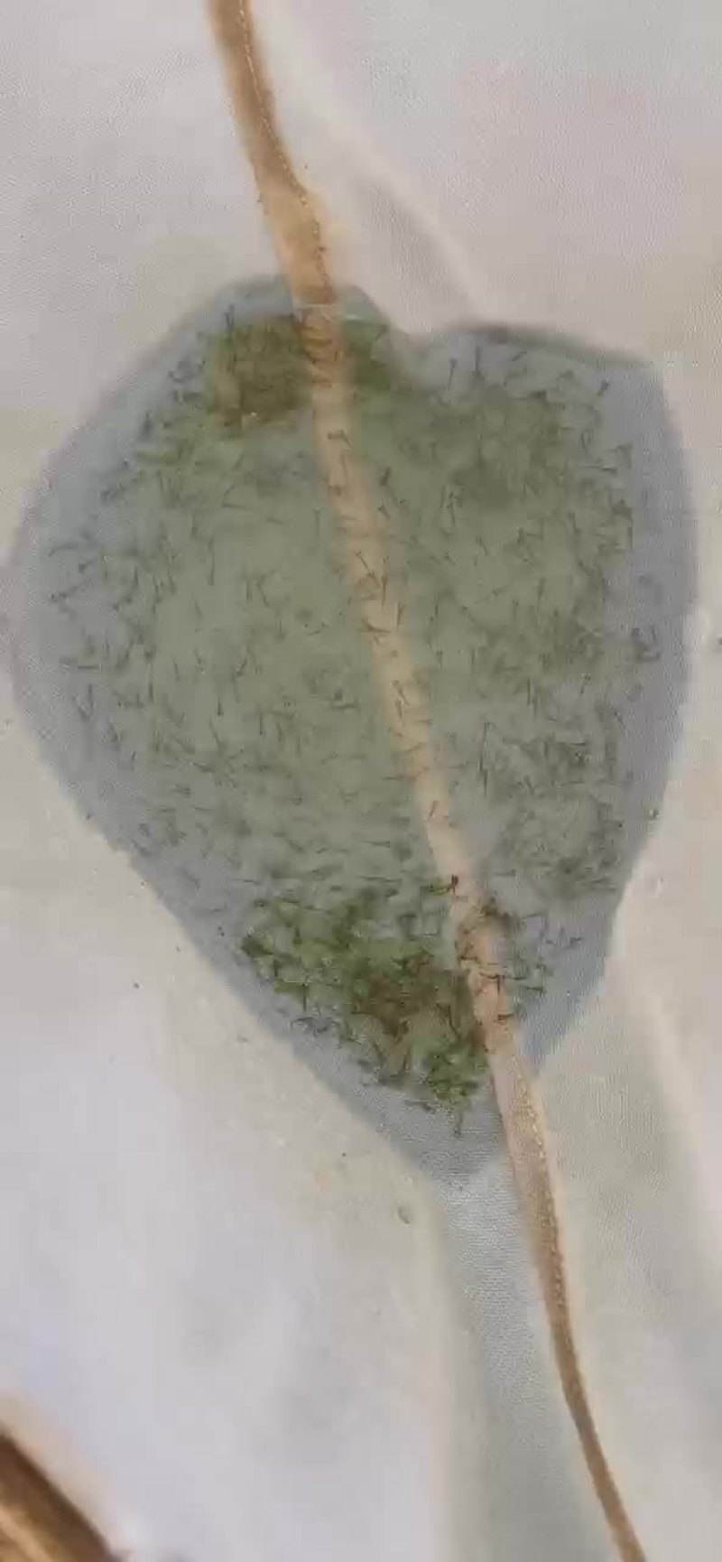 水产繁殖基地，黄冈市黄州区陶店乡幸福村。